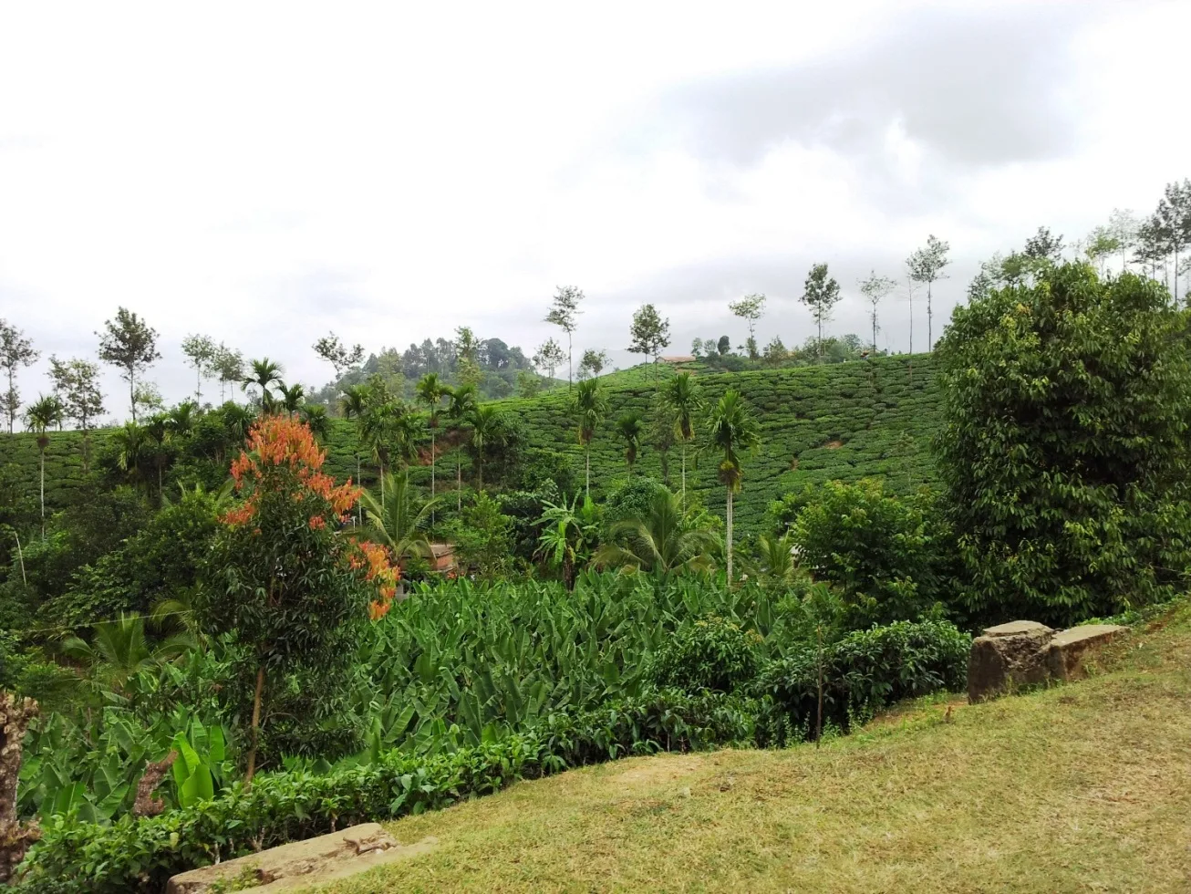 Neelimala Viewpoint, Wayanad