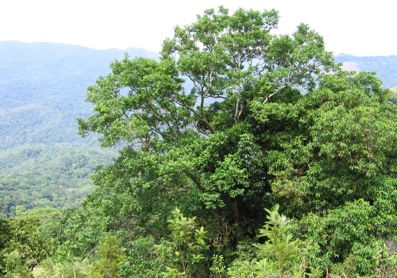 Pakshipathalam bird sanctuary, Brahmagiri Hills, Wayanad