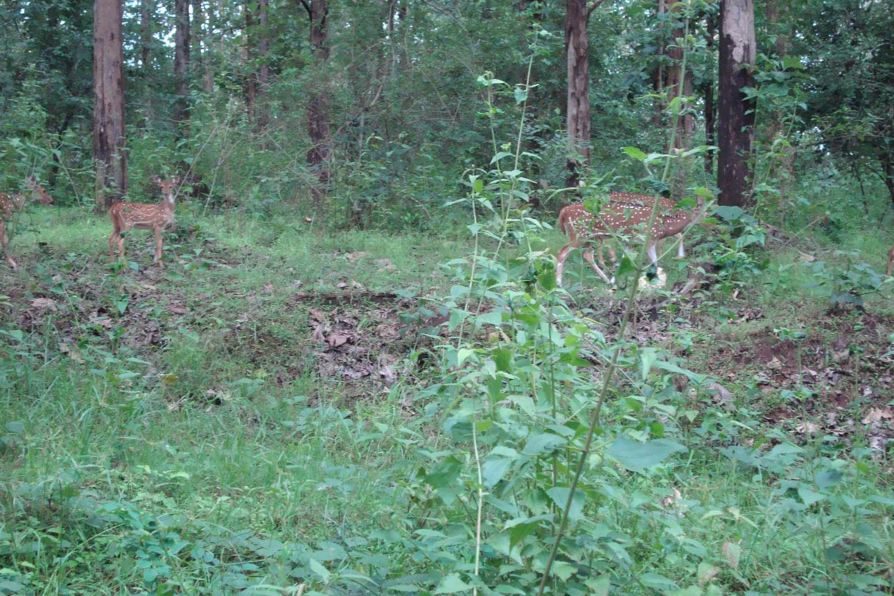 Tholpetty Wildlife Sanctuary, Wayanad